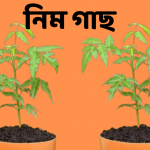 নিম গাছ ( বাংলা আলো )